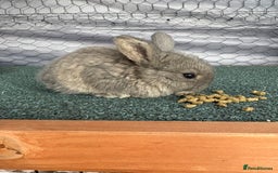 Mini Lop rabbits for sale: baby mini lops  - Image 3