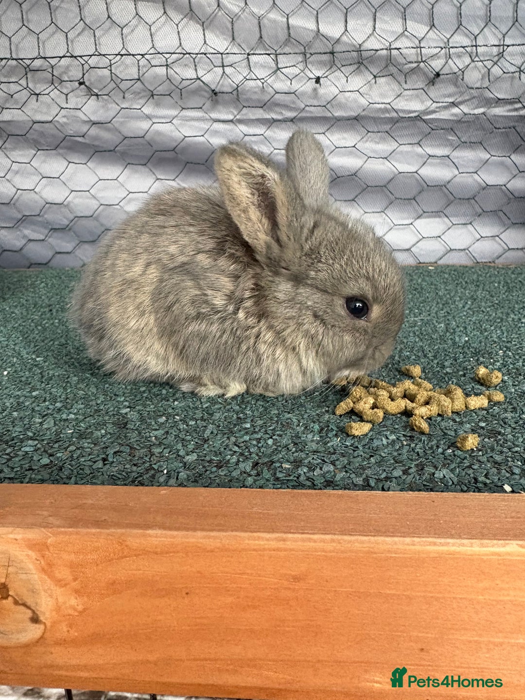 Mini Lop rabbits for sale: baby mini lops  - Image 3