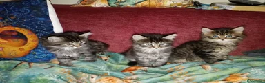 Mixed Breed Kitten 4