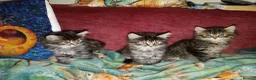 Mixed Breed cats for sale: Maine Coone X Ragdoll kittens in Weston-super-Mare - Advert 6