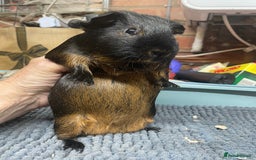 Guinea Pig rodents for sale: Two Sweet Guinea Pig Girls - Image 2