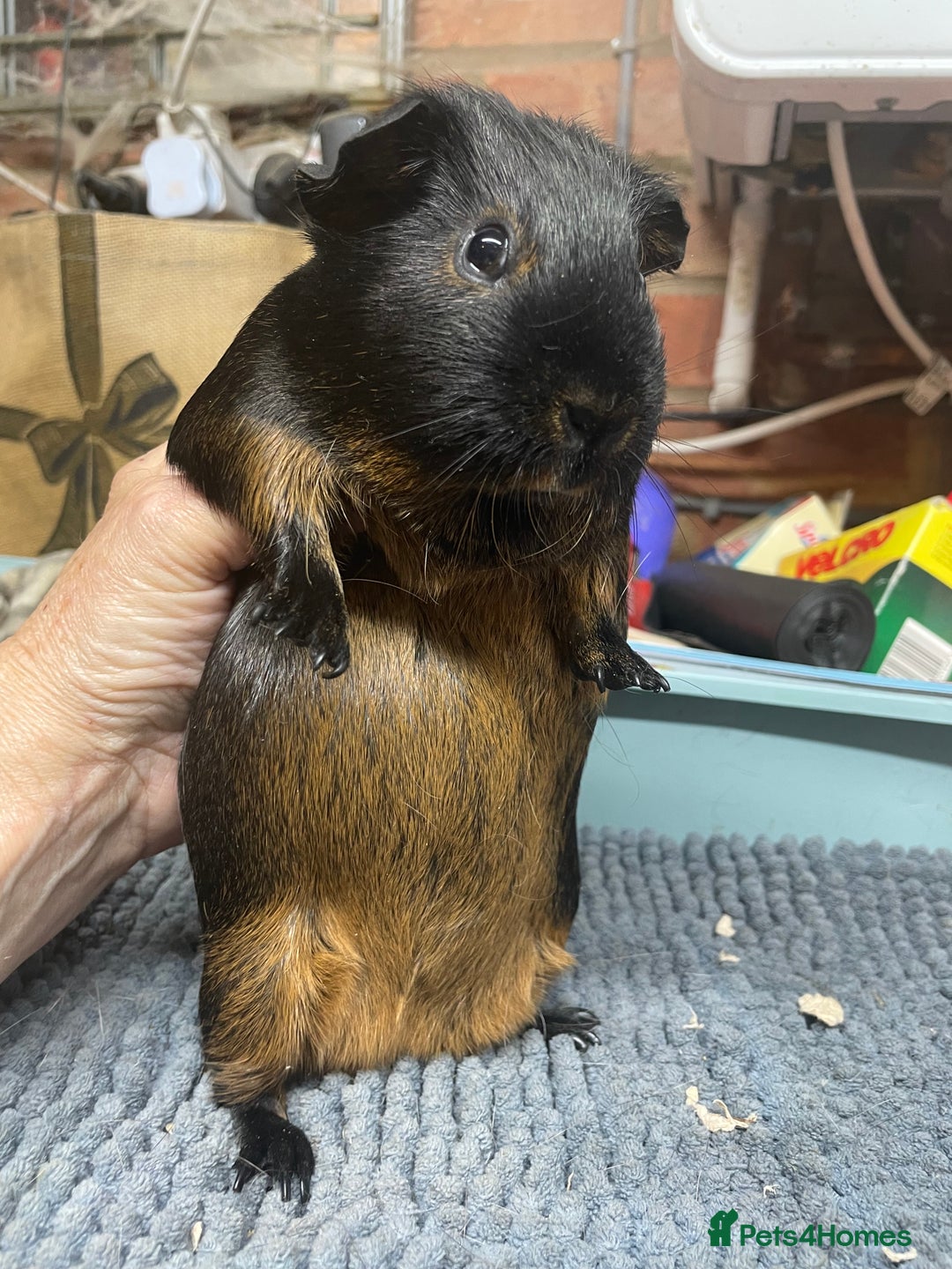 Guinea Pig rodents for sale: Two Sweet Guinea Pig Girls - Image 2