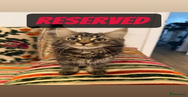 Mixed Breed cats - Advert 12