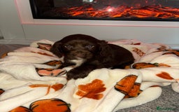 Cocker Spaniel dogs for sale: Cocker spaniel puppies - Image 16