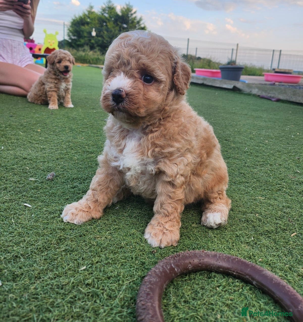 Poochon dogs 🐾 Beautiful Poochon Puppies Cream & Red🐾 - Advert 1