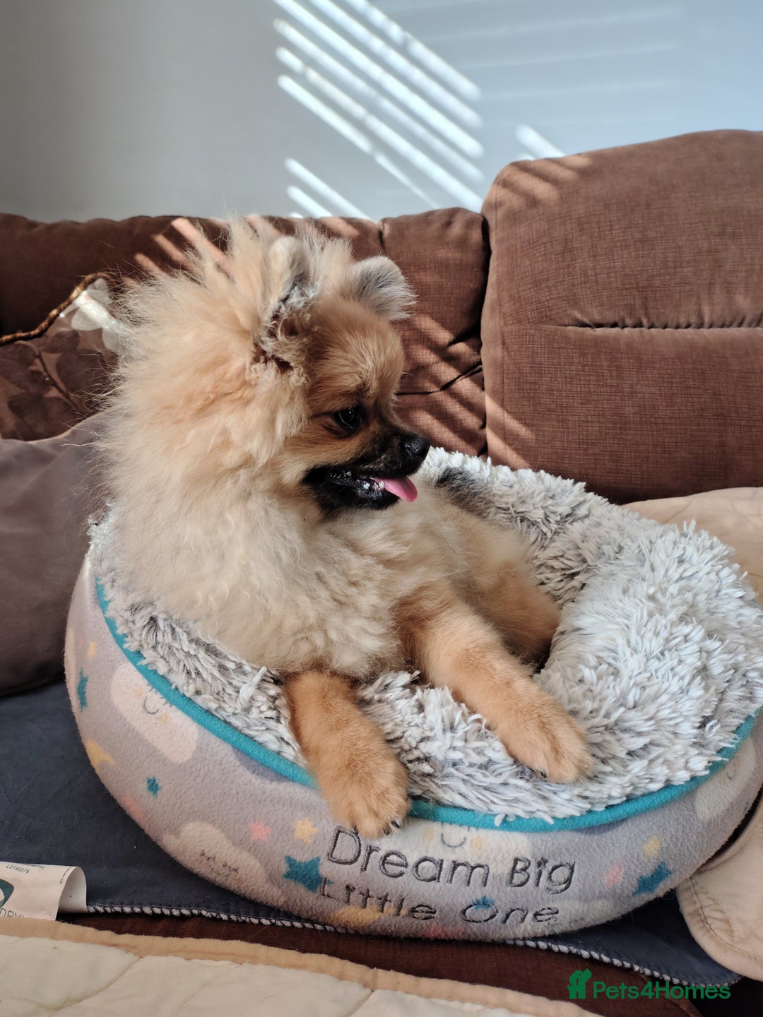Pomeranian dogs for sale: Pom puppys with Kc reg , pedigree for sale - Image 6