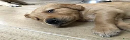 Golden Retriever dogs for sale: KC Reg Dark Red Golden Retriever-100% DNA Tested - Advert 31