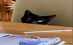 British Shorthair cats for sale: Black Cat looking for a forever home - Image 2
