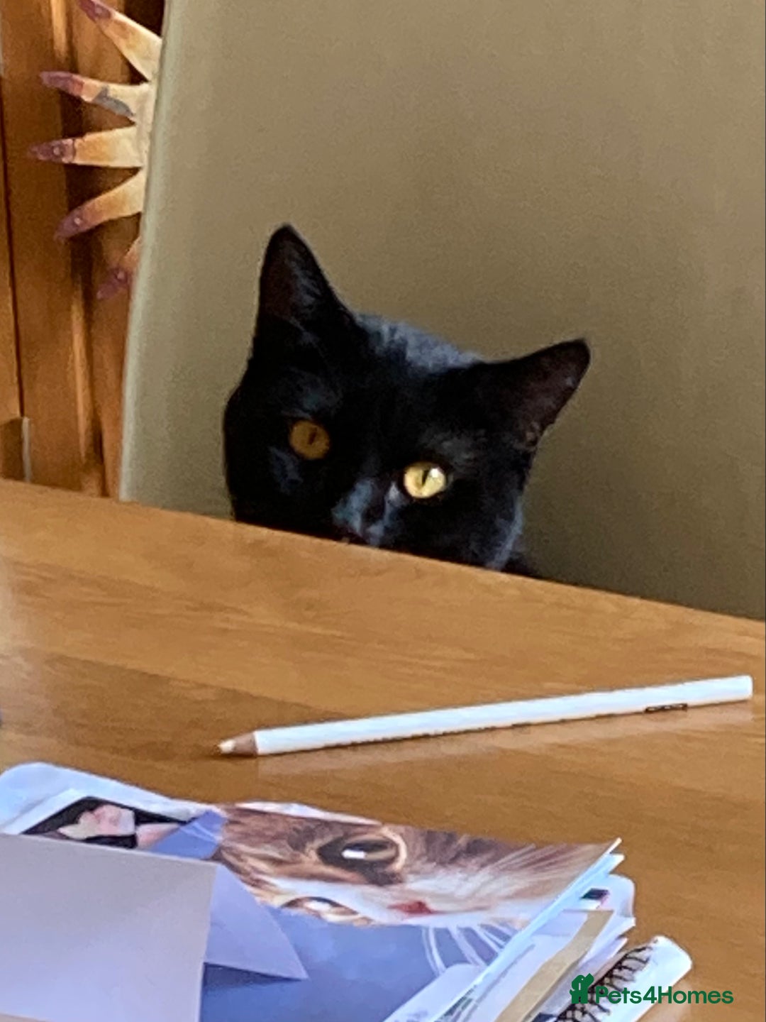British Shorthair cats for sale: Black Cat looking for a forever home - Image 2