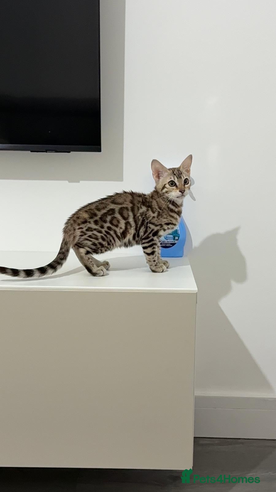 Bengal cats Stunning Mink Bengal Kitten - Advert 1