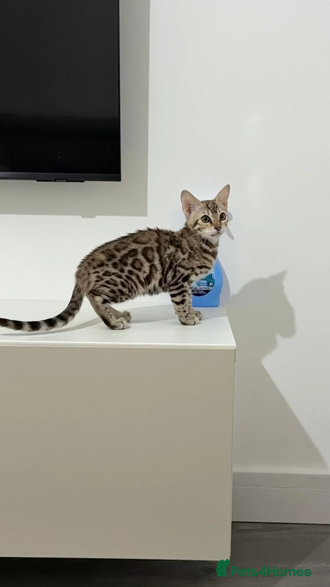 Bengal cats for sale: Stunning Mink Bengal Kitten - Advert 1