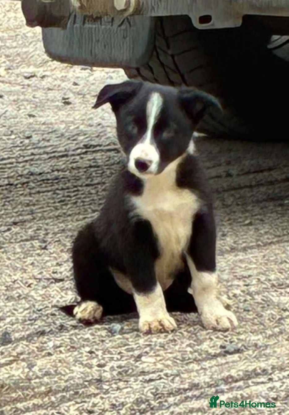 Border Collie dogs Border Collie Puppies (PRICE REDUCED) - Advert 11