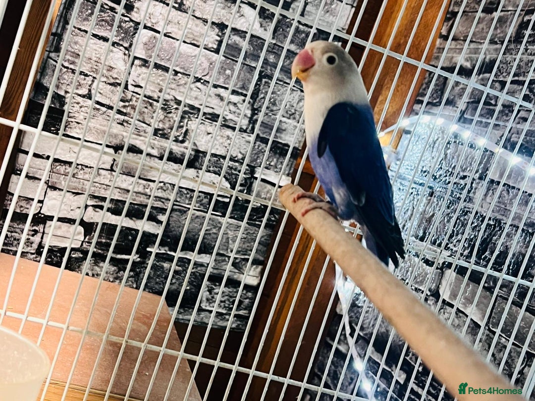 Parakeets birds for sale: Male red rump parakeet and female lovebird  - Advert 8