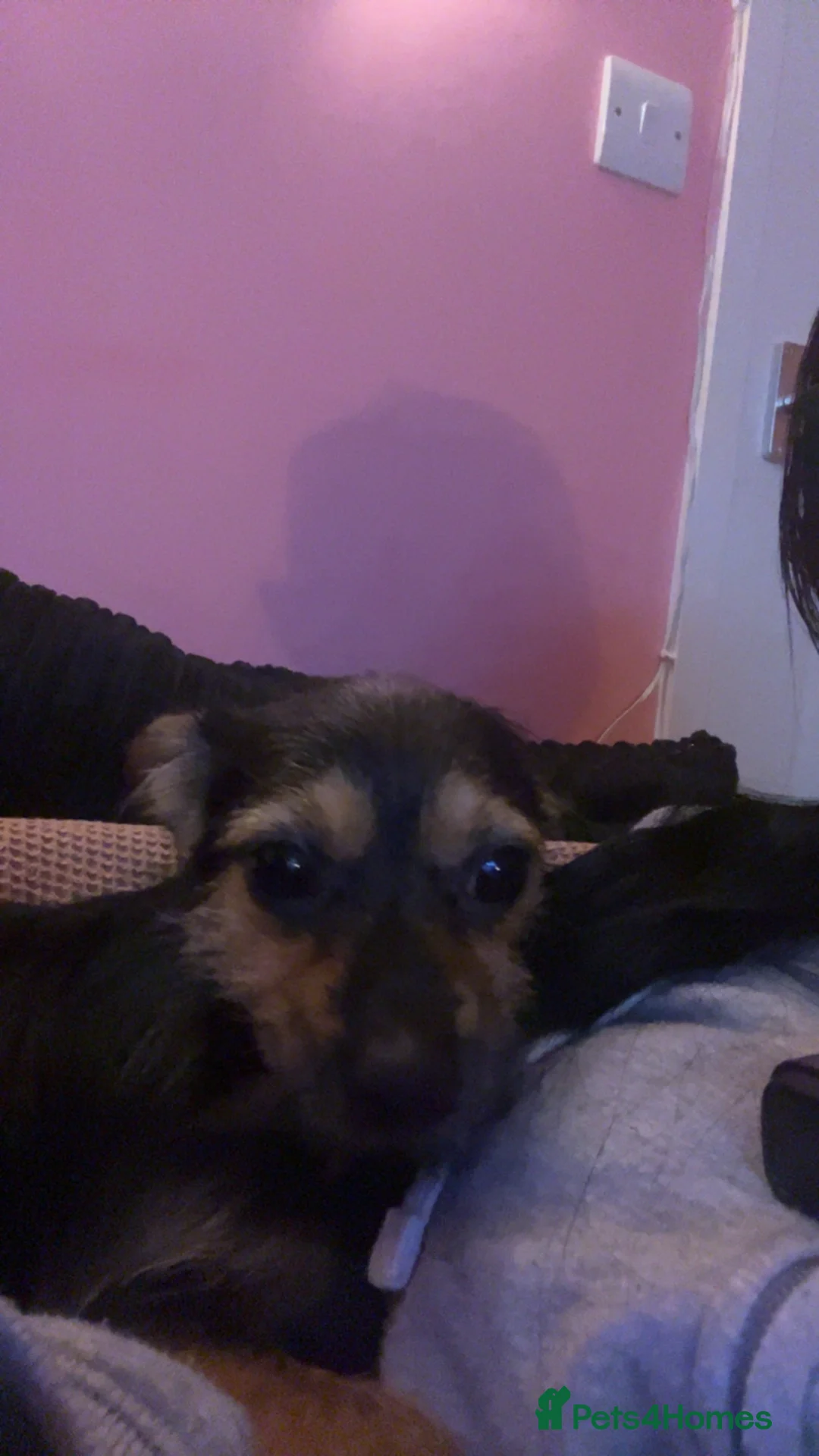 Mixed Breed dogs for sale: Milo and dinky - Advert 5