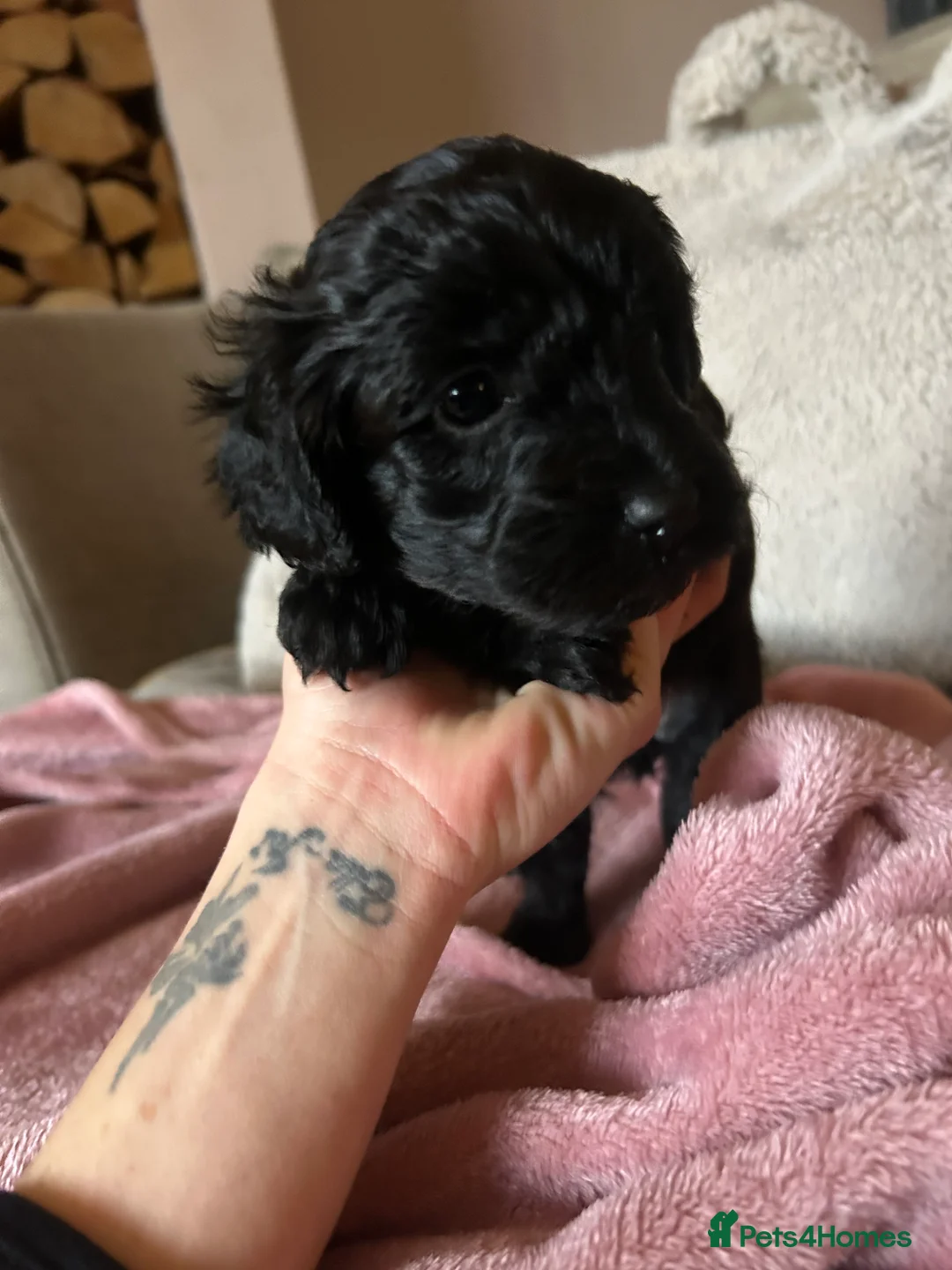 Maltipoo dogs for sale: Stunning Maltipoos 😍😍 - Advert 6