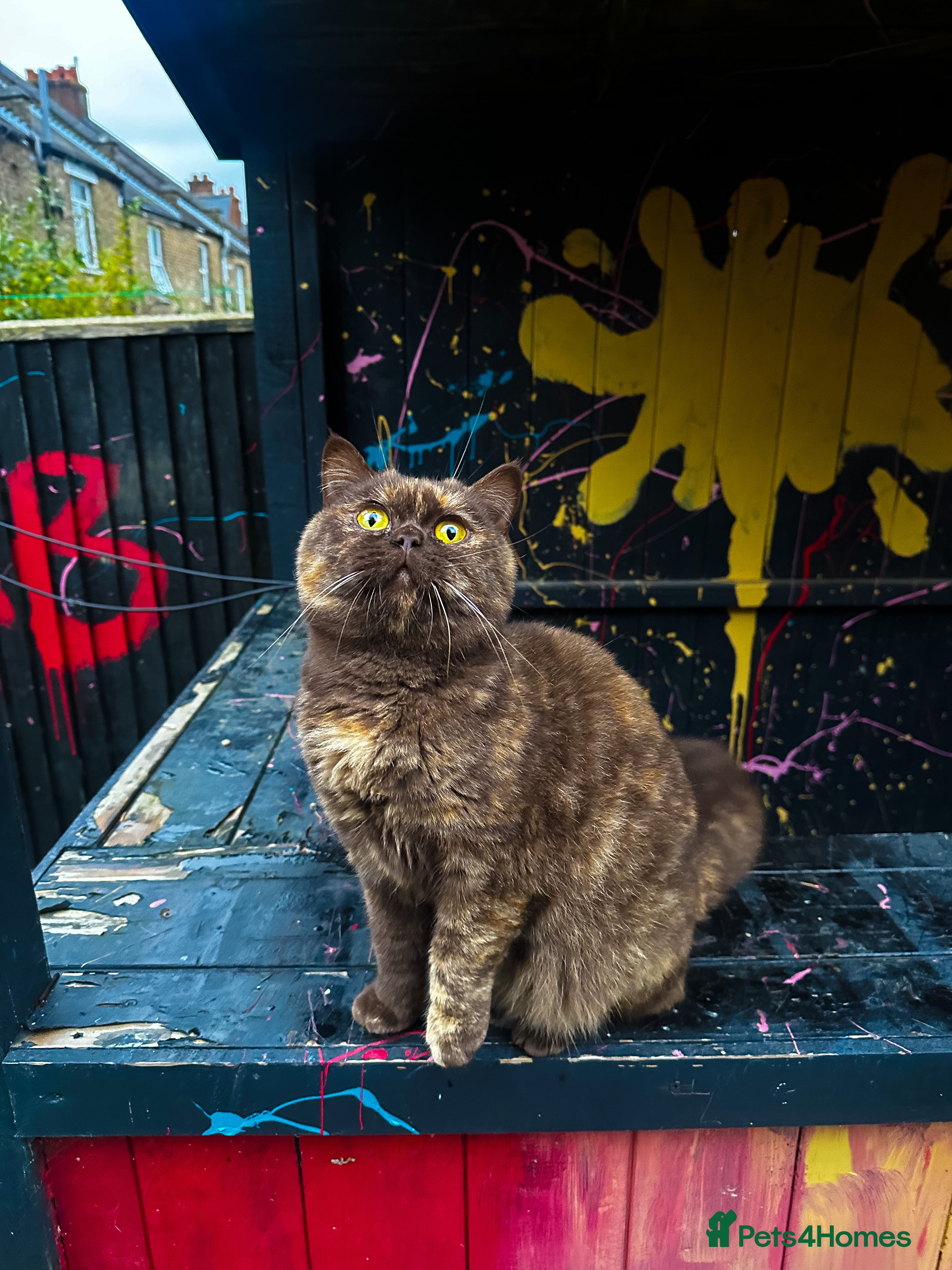 British Shorthair cats Active Chocolate tortie female cinnamon  - Advert 15