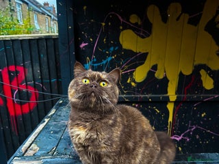 British Shorthair cats Active Chocolate tortie female cinnamon - Advert 1