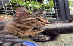 Maine Coon cats for sale: Maine Coon kittens available 🌟  - Image 6