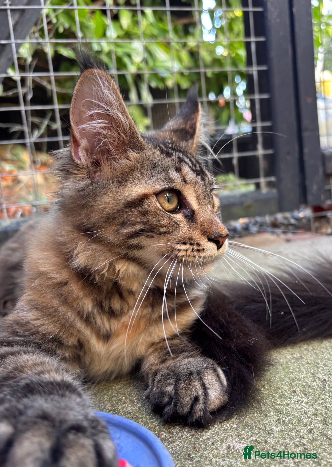 Maine Coon cats for sale: Maine Coon kittens available 🌟  - Image 6