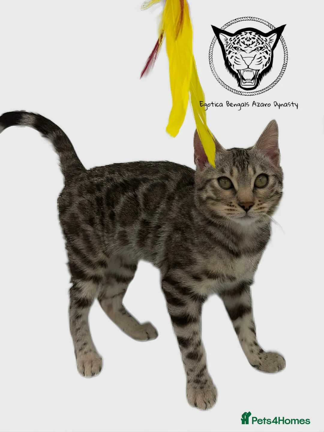 Bengal cats for sale: 🐆✨ LAST KITTEN 6TH TICA GENERATION BENGAL🐆✨ - Advert 26