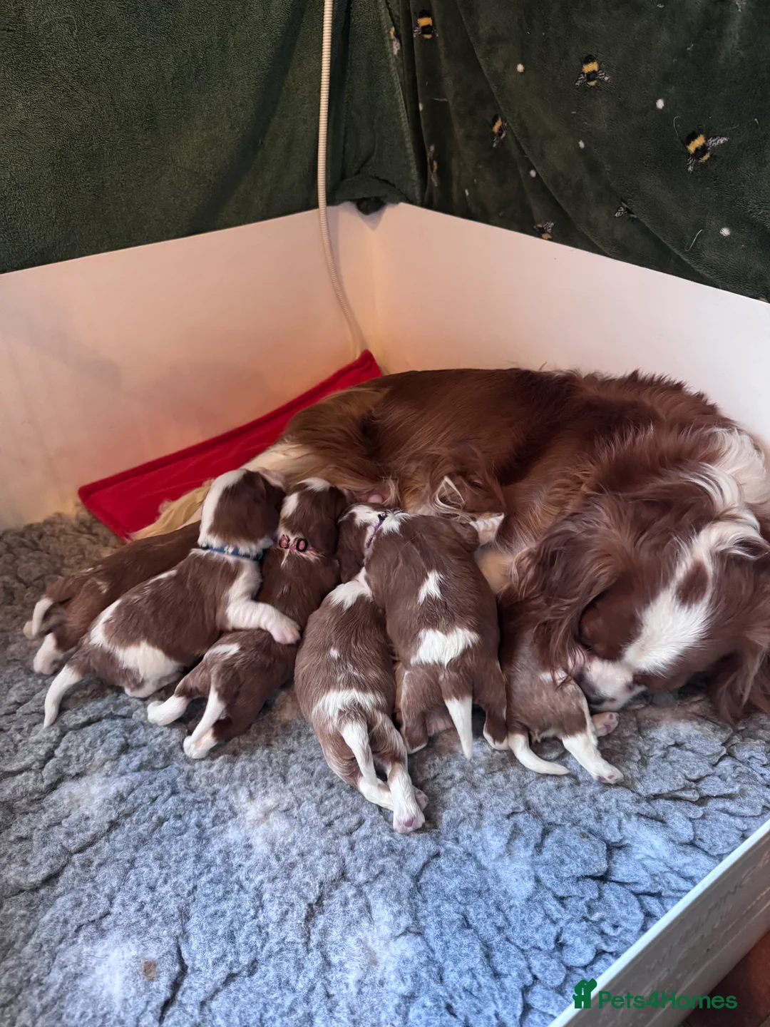 Cavalier King Charles Spaniel dogs for sale: Cavalier King Charles KC reg DNA 5* home breed - Advert 20