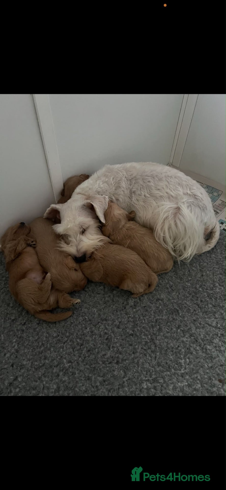 Schnoodle dogs Gorgeous Schnoodle Pups for Sale  - Advert 9