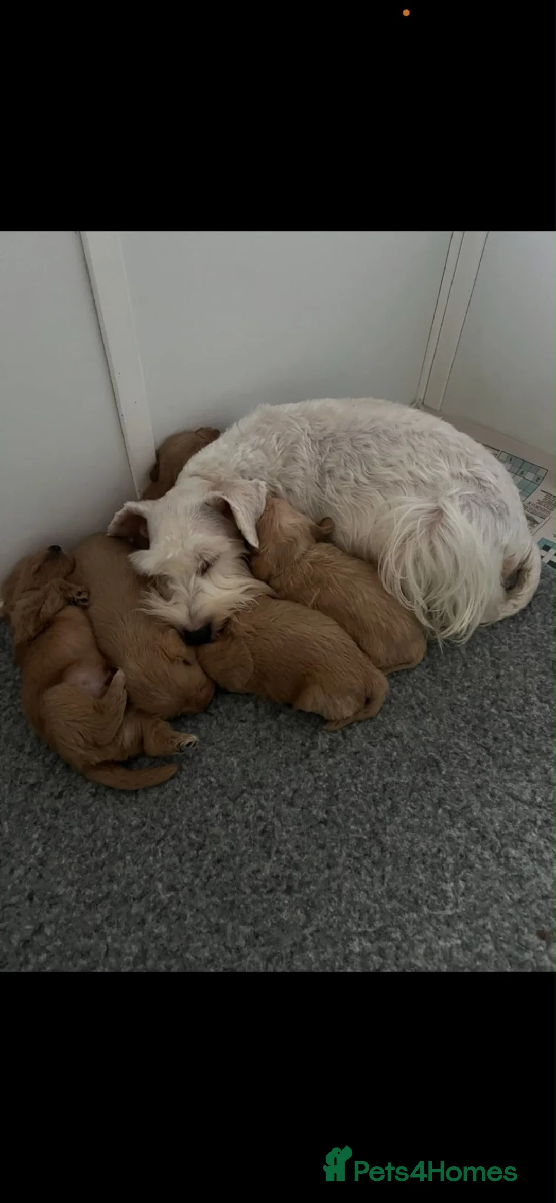 Schnoodle dogs for sale: Gorgeous Schnoodle Pups for Sale  - Advert 1