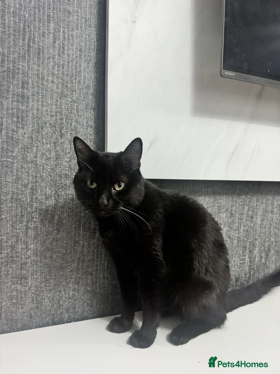 Mixed Breed cats for sale: Sadly re-homing our beloved cat due to allergies. - Advert 4