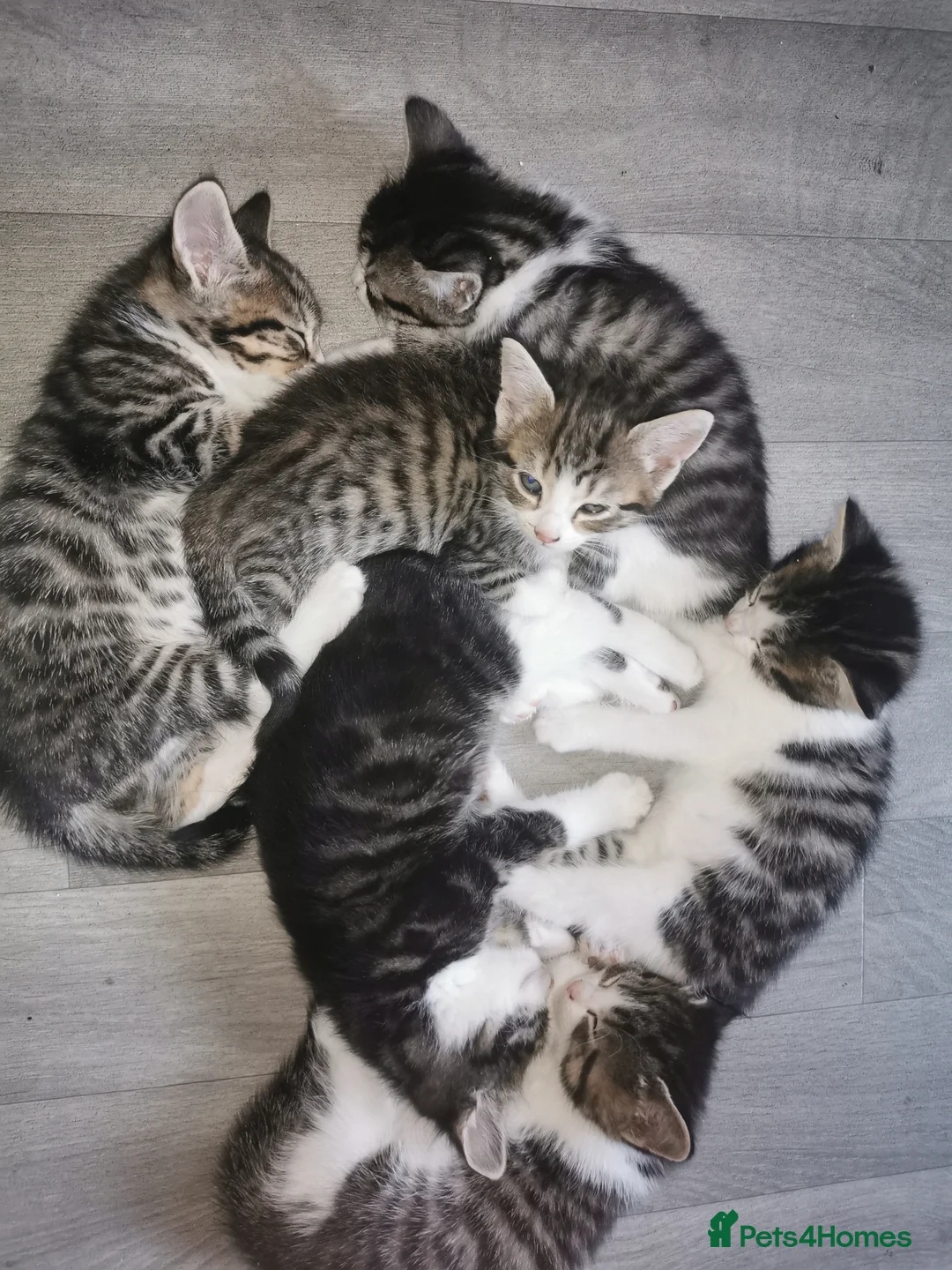 Mixed Breed cats for sale: For sale - Advert 2