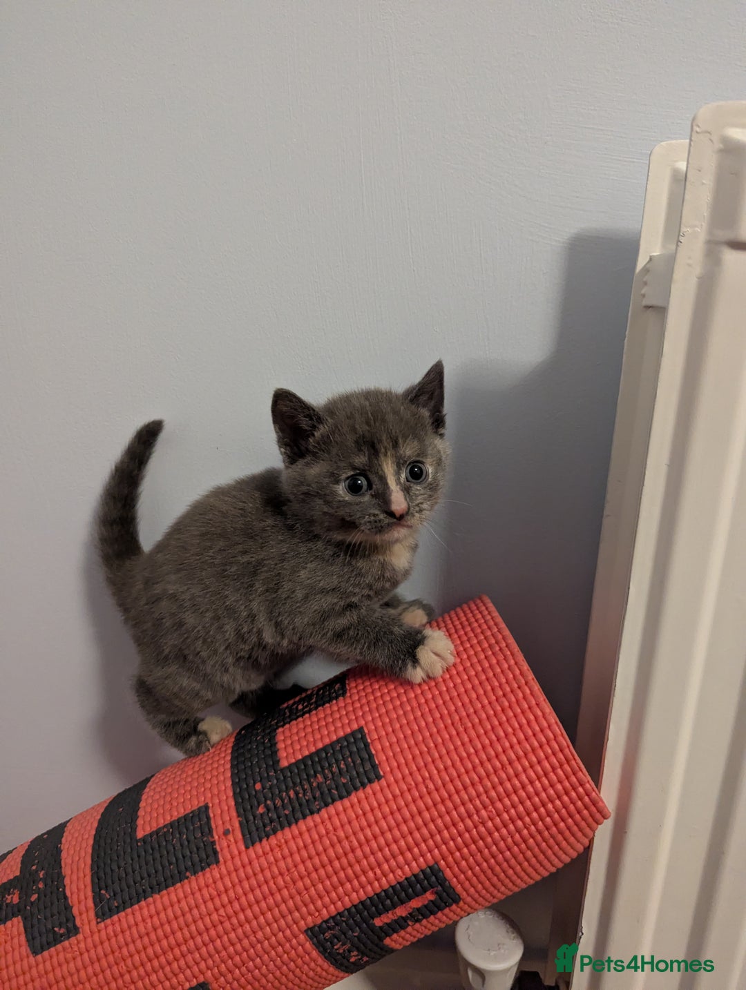 Mixed Breed cats for sale: 5 beautiful and playful kittens - Advert 19