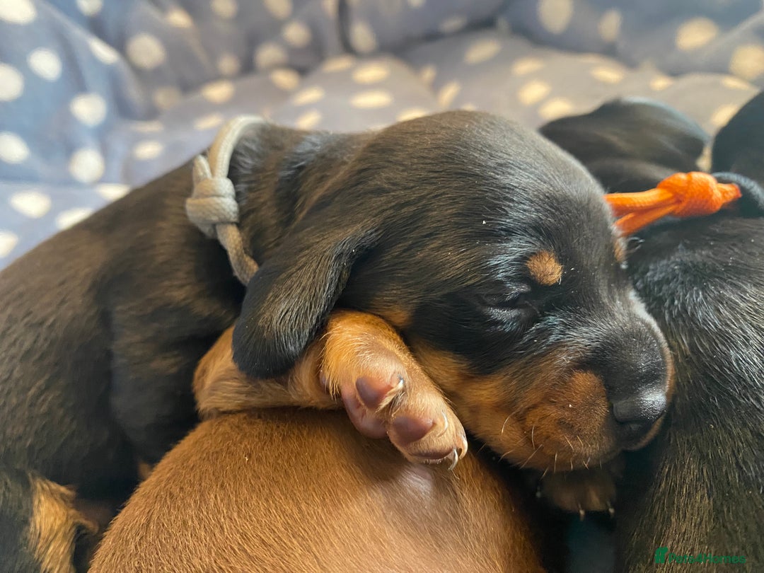 Miniature Dachshund dogs for sale: TRUE MINIATURE DACHSHUND PUPPIES  - Image 8