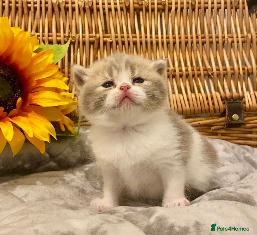 Scottish Fold cats 🧸EXTREMELY RARE CHAMP LINE FAWN SCOTTISH/BSH 😻🧸 - Advert 1
