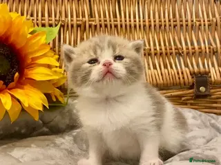 Scottish Fold cats 🧸EXTREMELY RARE CHAMP LINE FAWN SCOTTISH/BSH 😻🧸 - Advert 1