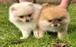 Pomeranian dogs for sale: Beautiful Miniature Pomeranian puppy  - Image 3