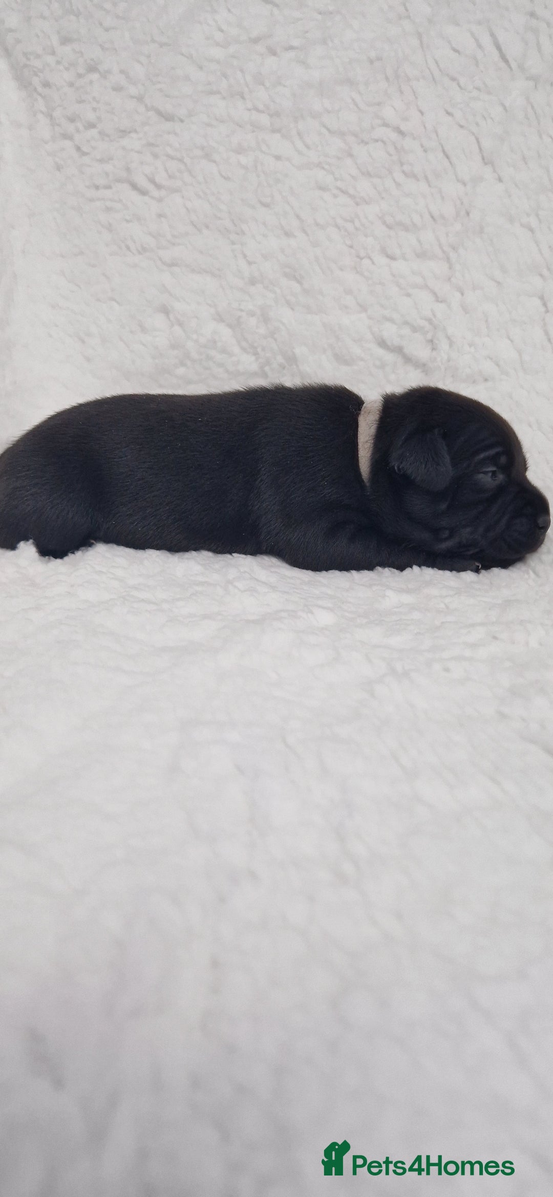 Staffordshire Bull Terrier dogs for sale: 4 Kc Reg Staffordshire Bull Terrier Females 🩷 - Advert 30