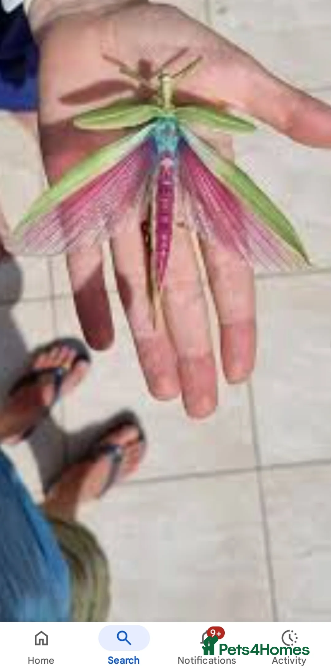 Stick Insects invertebrates for sale: Pink winged stick insect - Advert 4