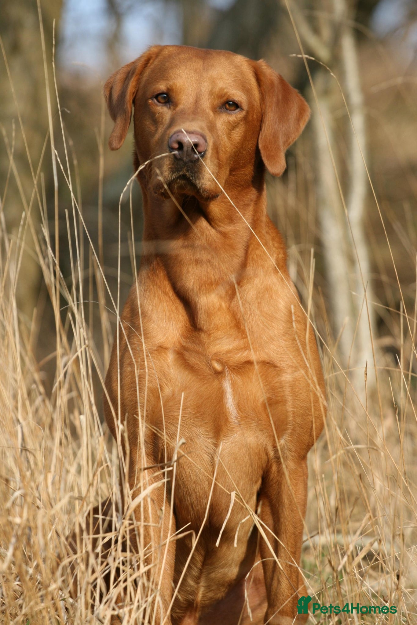 Labrador Retriever dogs Labrador Puppy - Golden Female - Advert 2