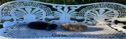 Mini Lop rabbits for sale: Gorgeous Mini Lops - Advert 18