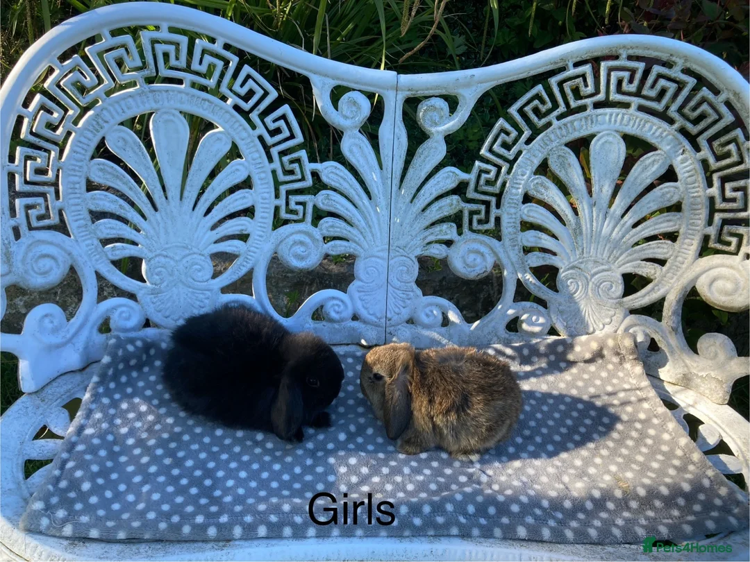 Mini Lop rabbits for sale: Gorgeous Mini Lops - Advert 18