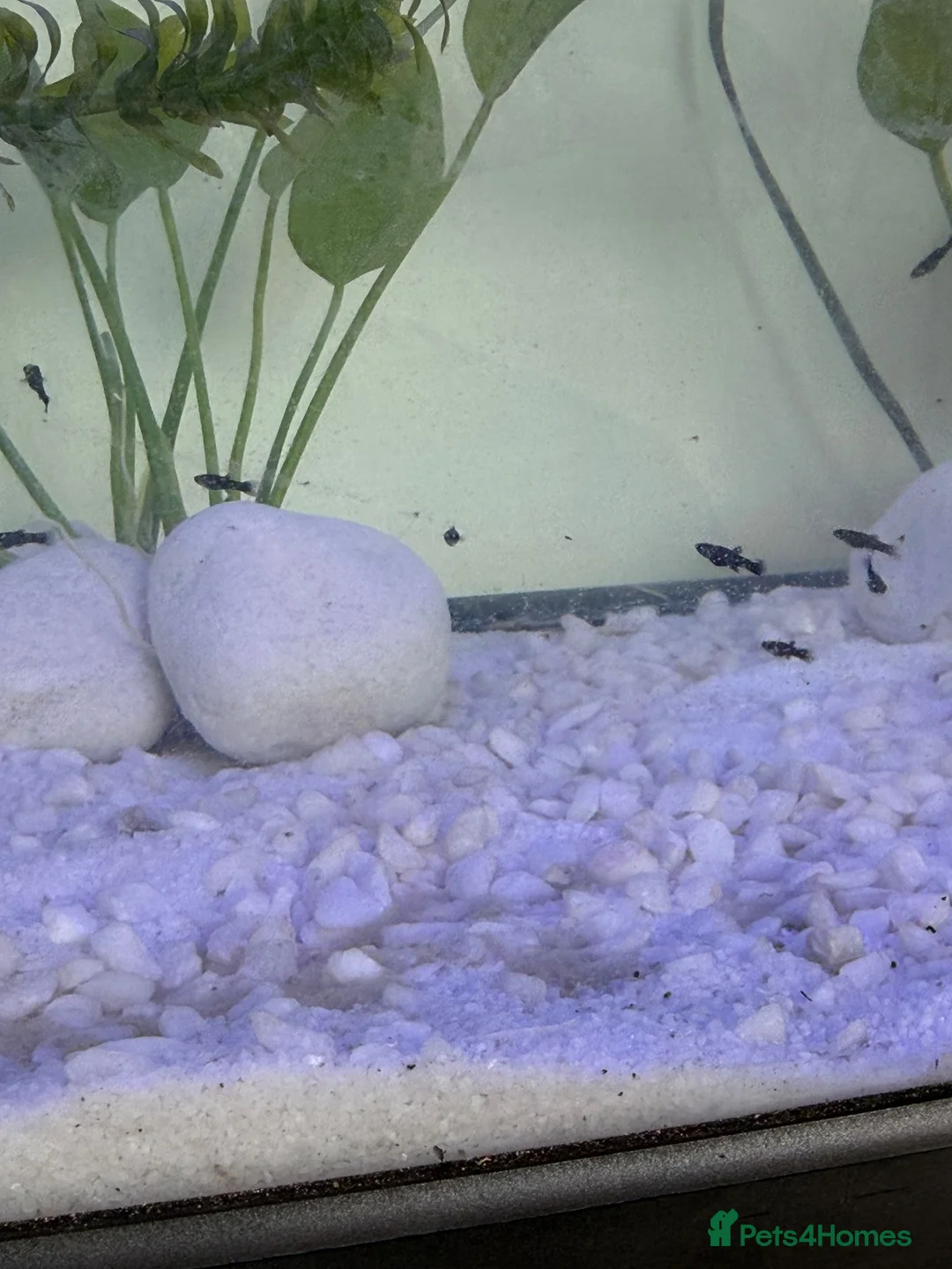 Mollies fish for sale: Baby Mollie Fish - Advert 5