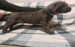 Cane Corso dogs for sale: Cane Corso - Image 8