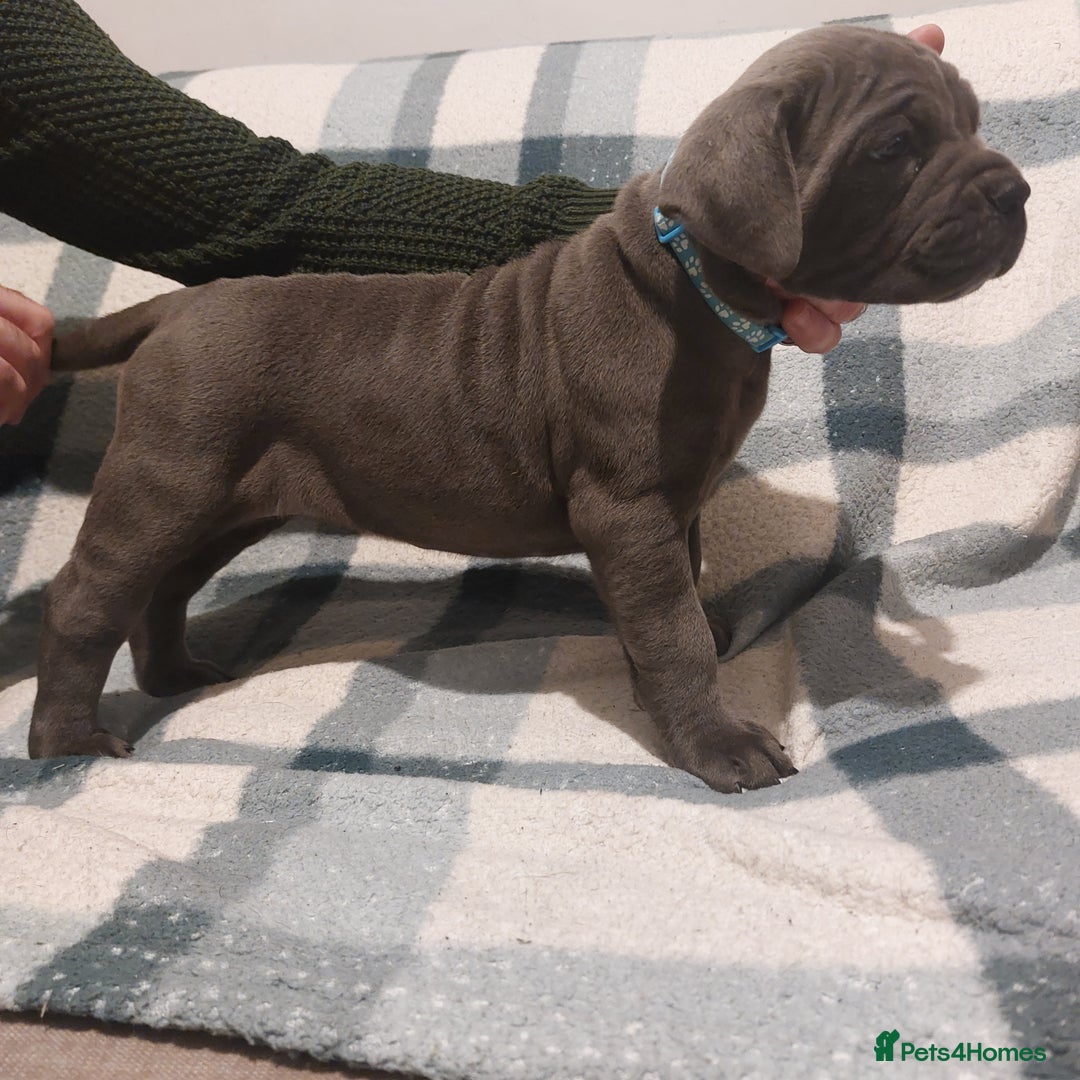 Cane Corso dogs for sale: Cane Corso - Image 8