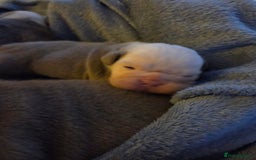 English Bulldog dogs for sale: Beautiful New english bulldogges  - Image 20