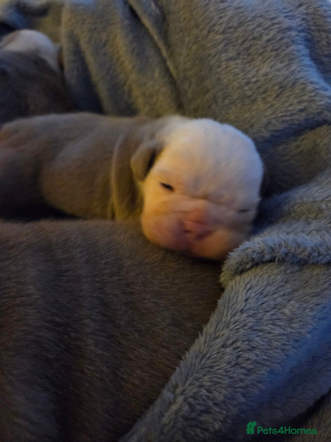 English Bulldog dogs for sale: Beautiful New english bulldogges  - Image 20