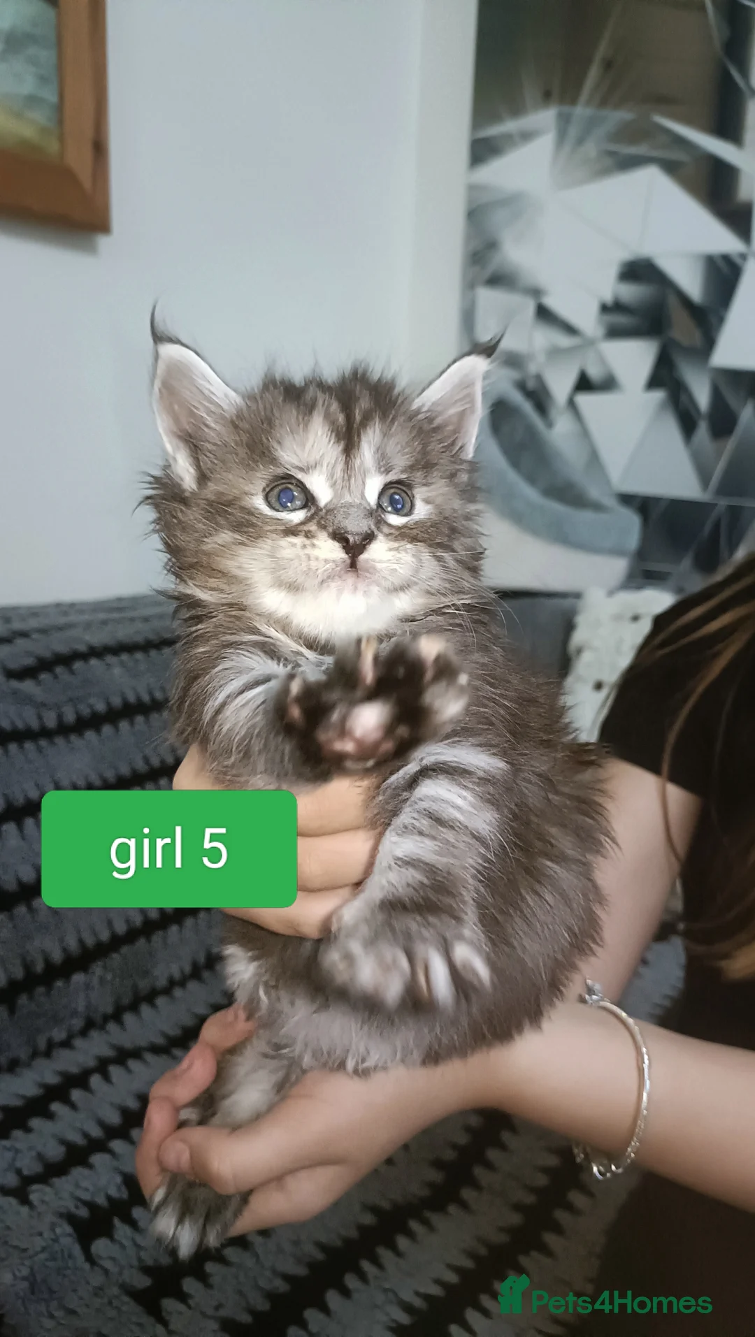 Maine Coon cats for sale: 😻😻😻Adorable fluffy Maine Coon kittens 😻😻😻 - Advert 21