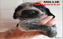 Cocker Spaniel dogs for sale: Stunning Blue/Liver Roan Cocker Spaniels Puppies  - Image 18