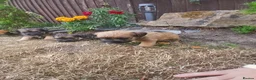 Border Terrier dogs for sale: Beautiful Border Terrier Puppies  - Advert 2