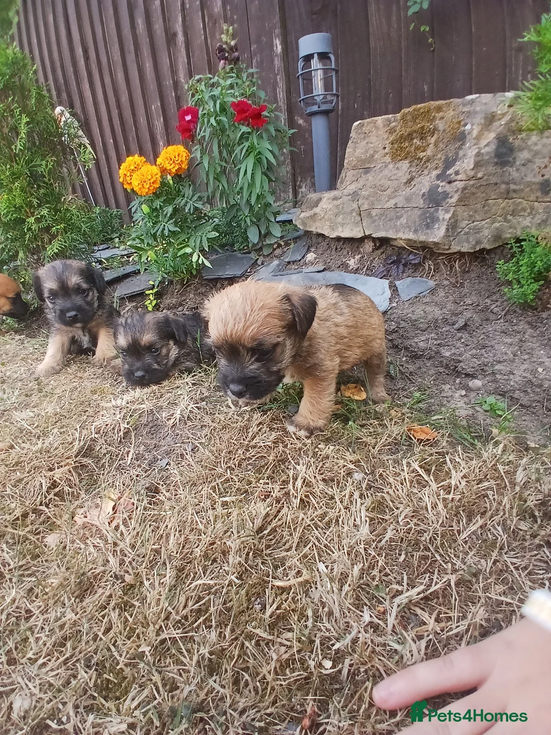 Border Terrier dogs for sale: Beautiful Border Terrier Puppies  - Advert 2