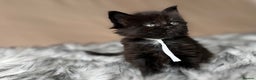 Maine Coon cats for sale: Maine coon kittens blue silver smoke rare colours - Advert 23