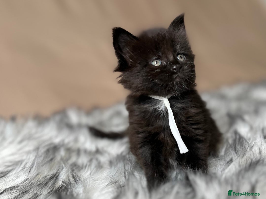 Maine Coon cats for sale: Maine coon kittens blue silver smoke rare colours - Advert 23